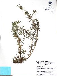 Heliotropium calcicola image