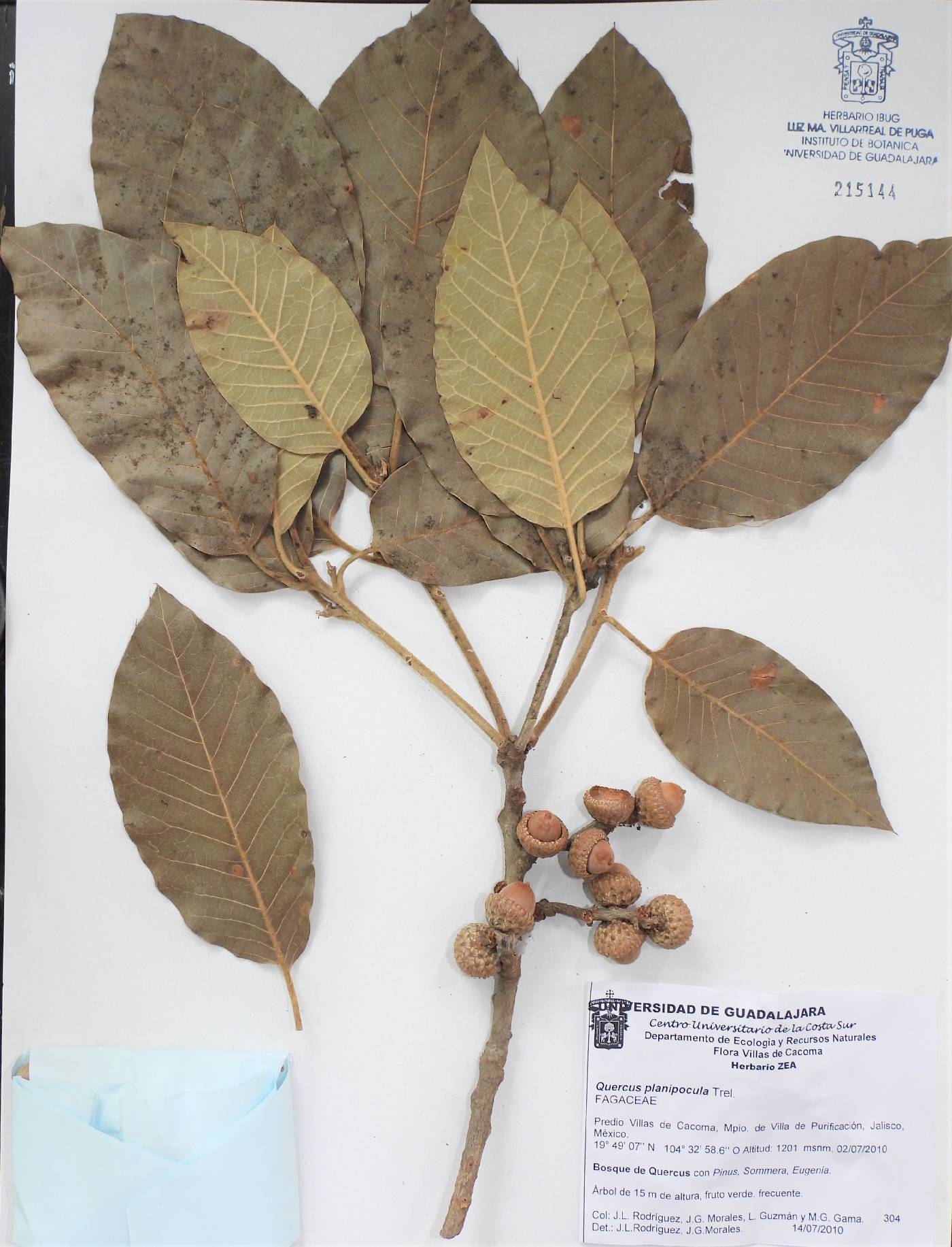 Quercus planipocula image