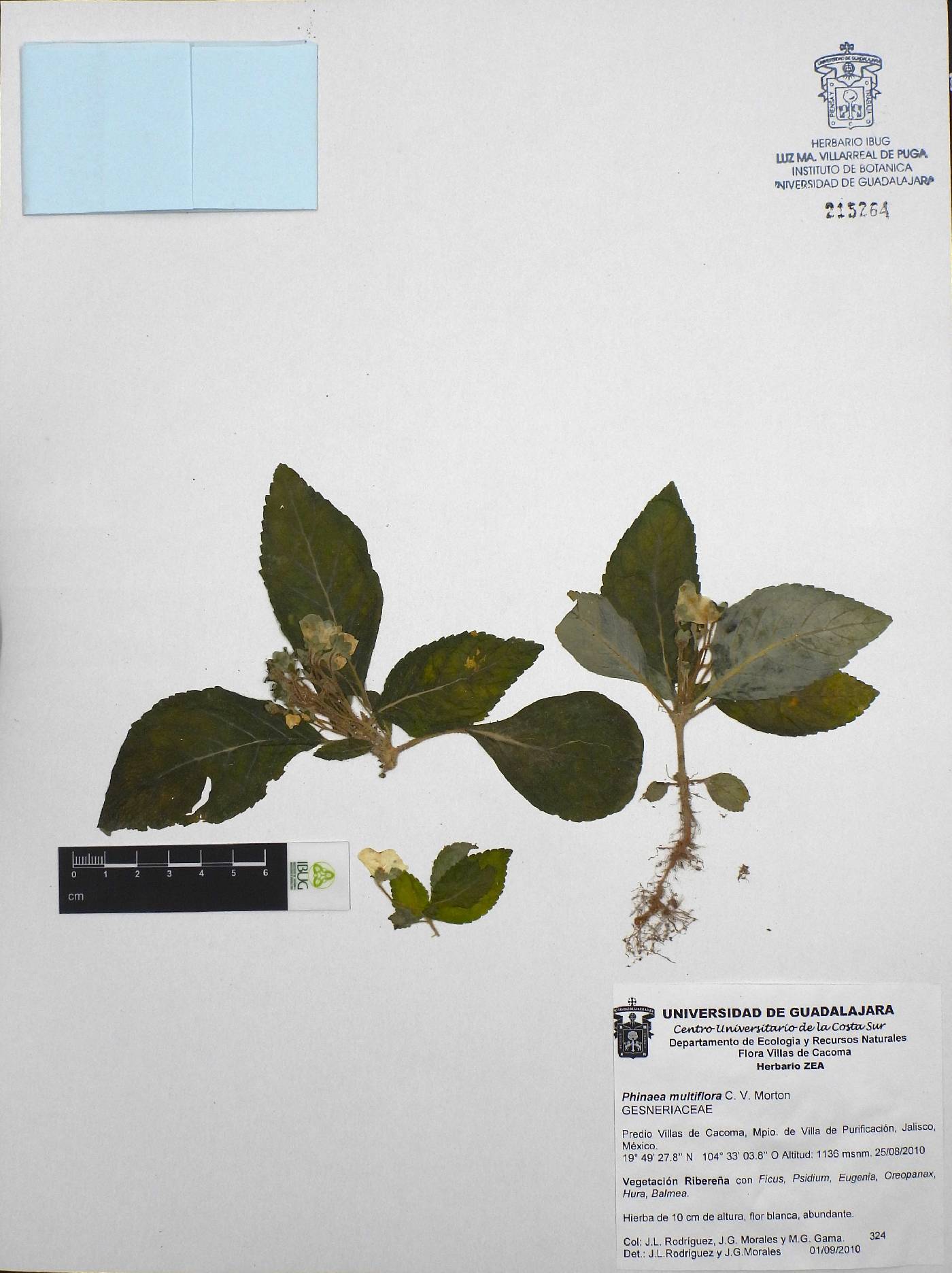 Phinaea multiflora image