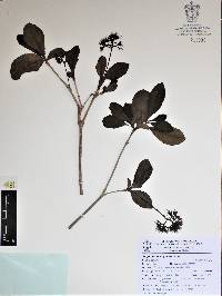 Guapira petenensis image