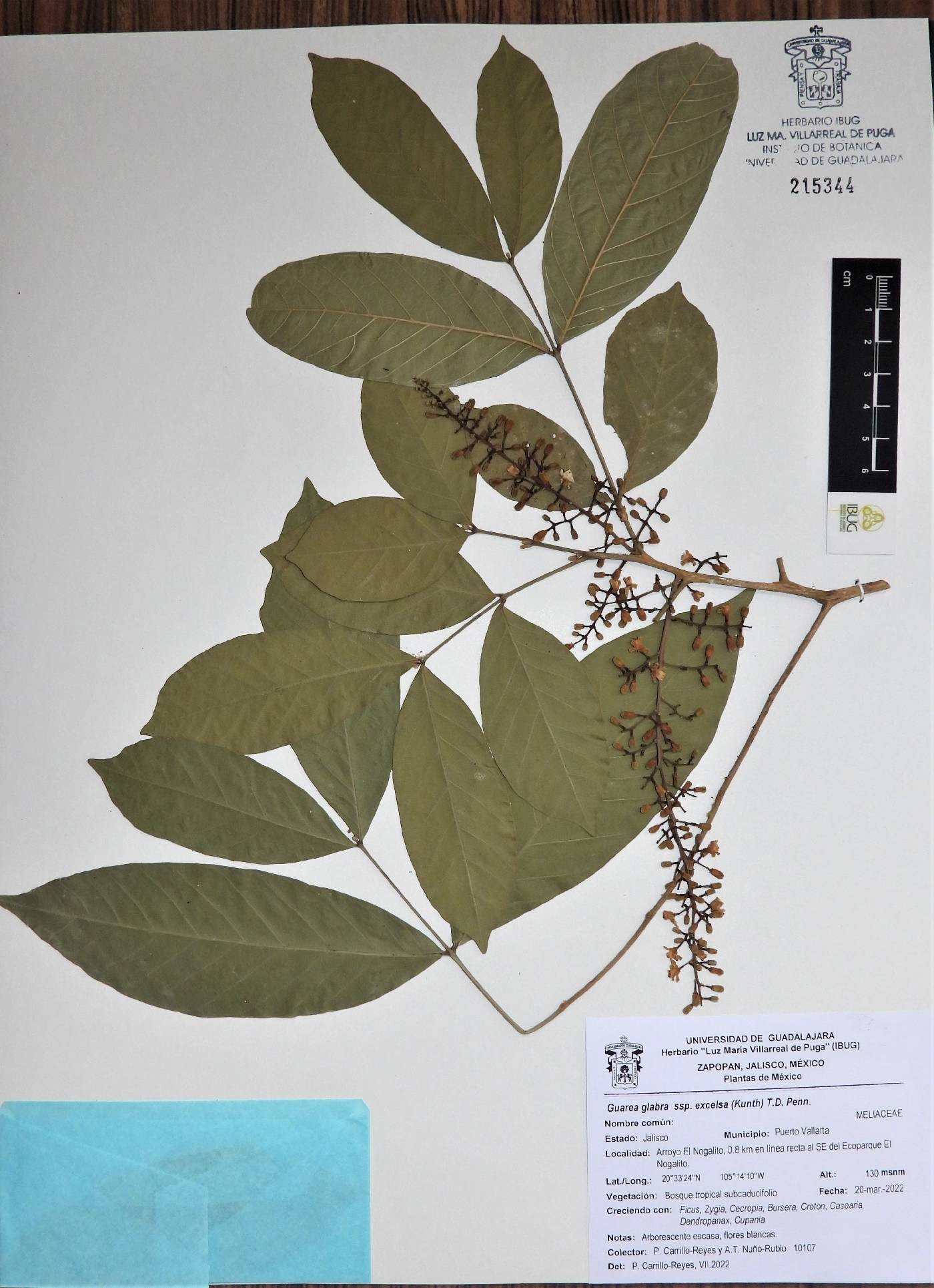 Guarea glabra subsp. excelsa image