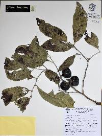 Diospyros sinaloensis image