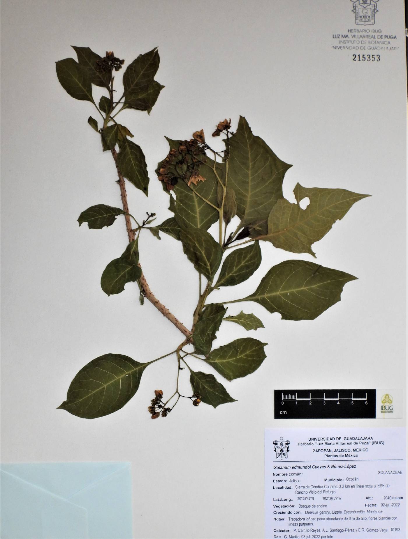 Solanum edmundoi image