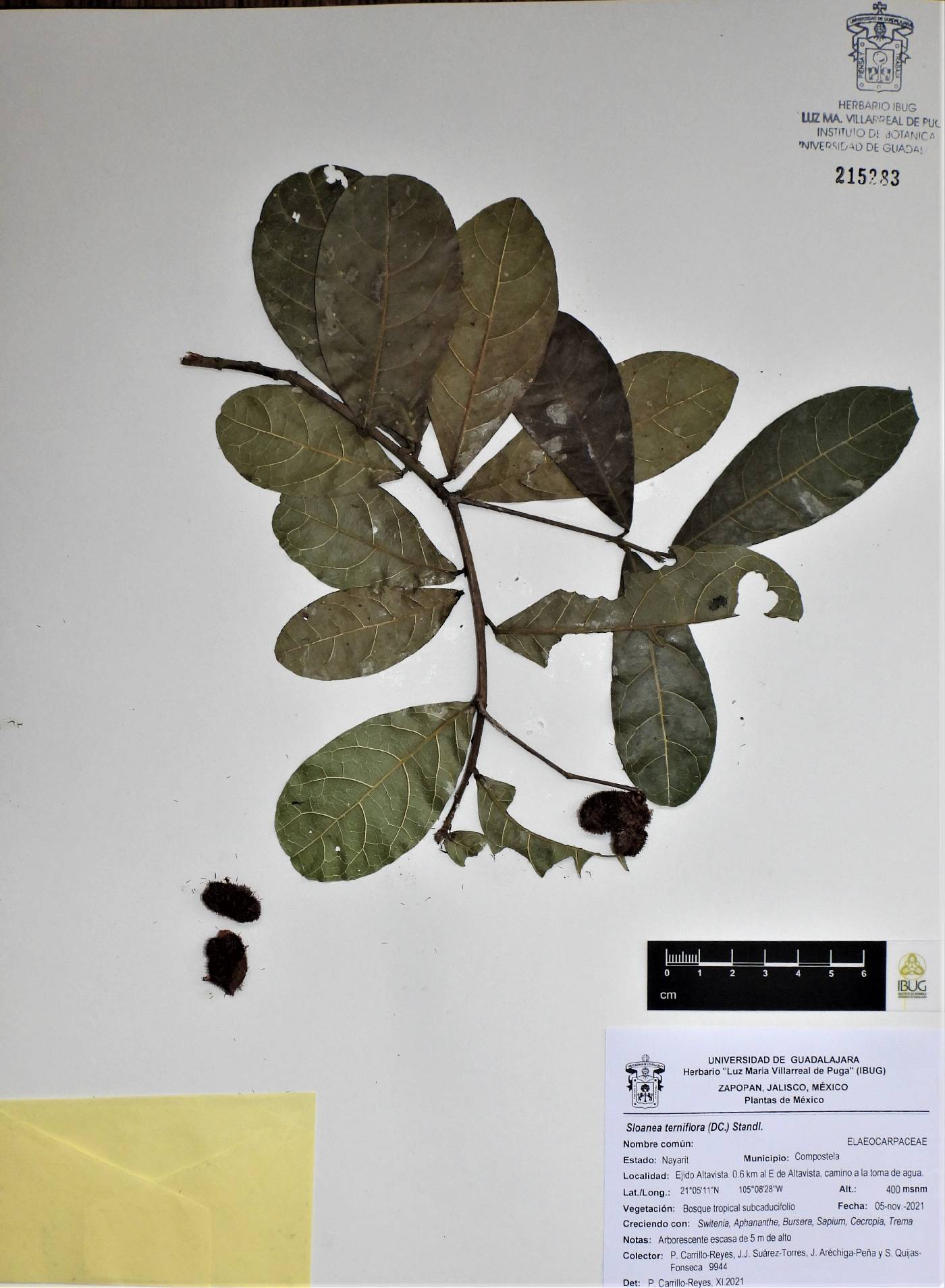 Sloanea terniflora image