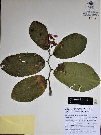 Euphorbia peritropoides image