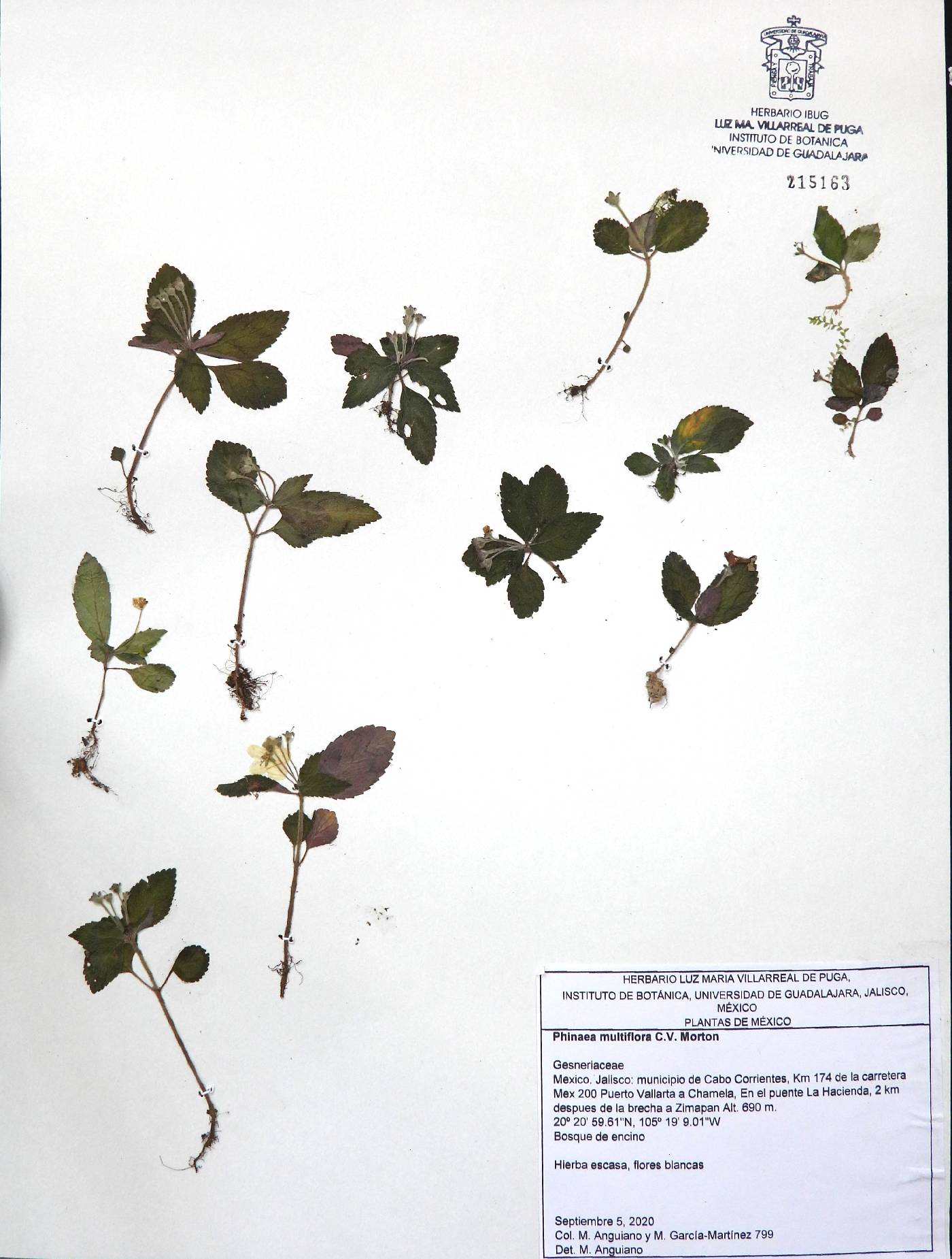 Phinaea multiflora image