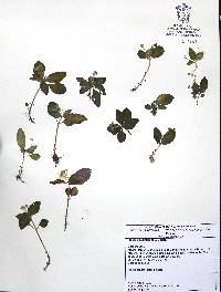 Phinaea multiflora image