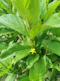 Mandevilla foliosa image