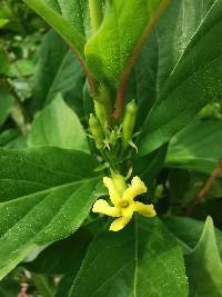 Mandevilla foliosa image