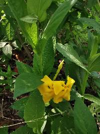 Mandevilla apocynifolia image