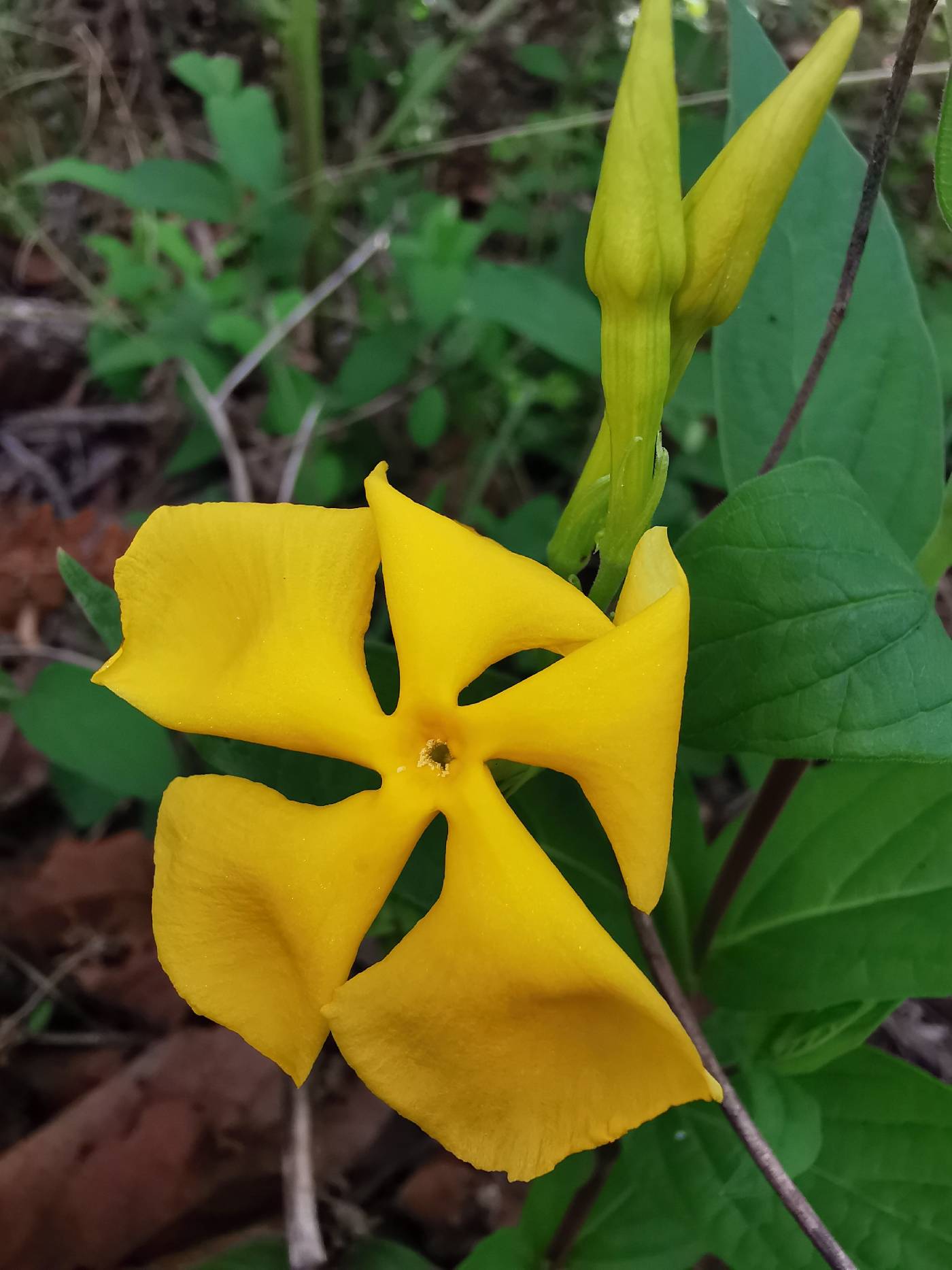 Mandevilla apocynifolia image