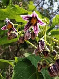 Solanum edmundoi image