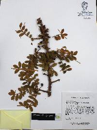 Bursera copallifera image