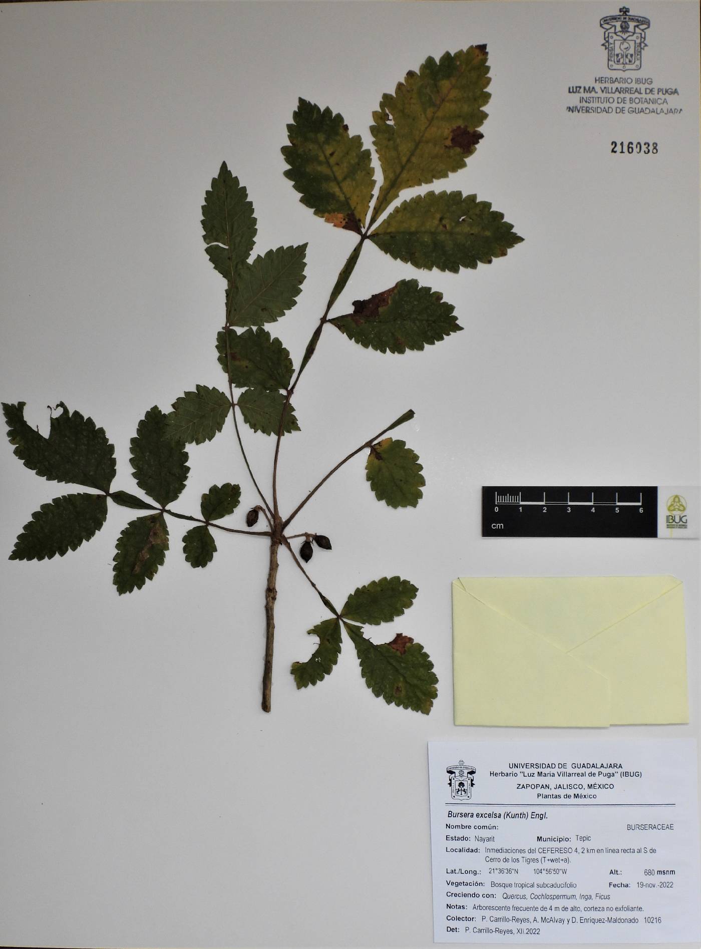 Bursera excelsa image