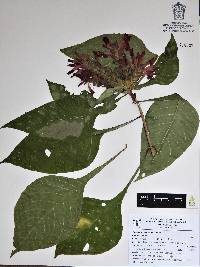 Aphelandra madrensis image