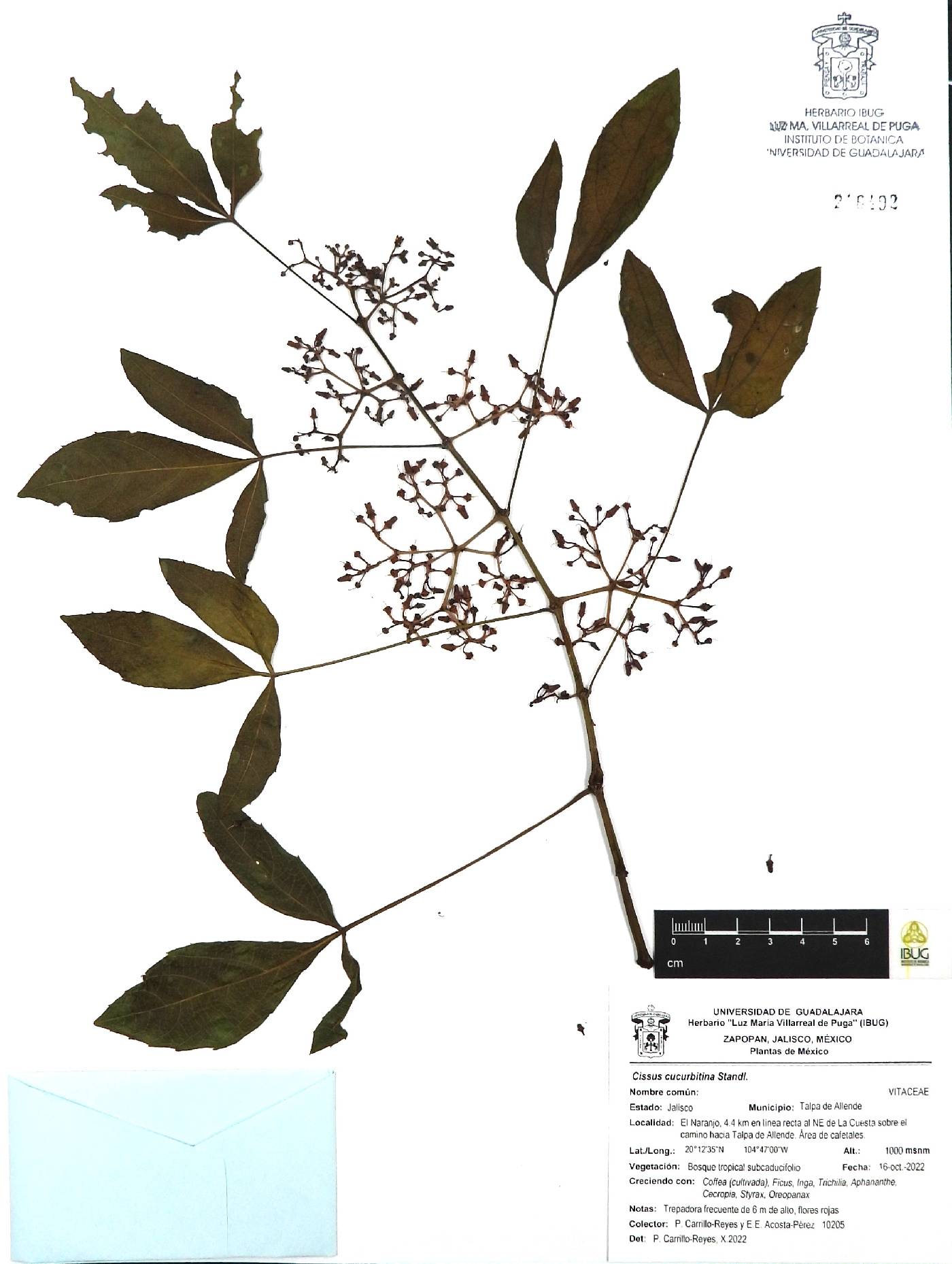 Cissus cucurbitina image