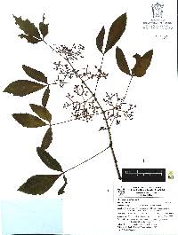 Image of Cissus cucurbitina