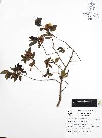 Neopringlea integrifolia image