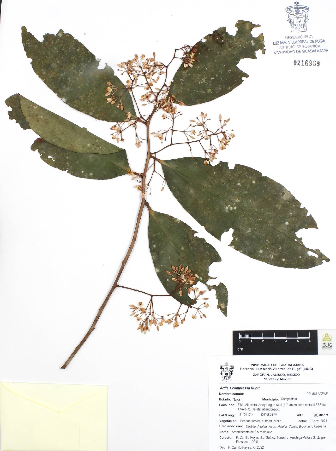 Ardisia compressa image