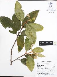 Styrax radians image