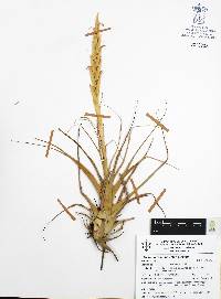 Tillandsia achyrostachys image