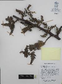 Bursera bipinnata image