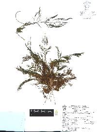 Marathrum plumosum image