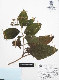 Heliotropium verdcourtii image