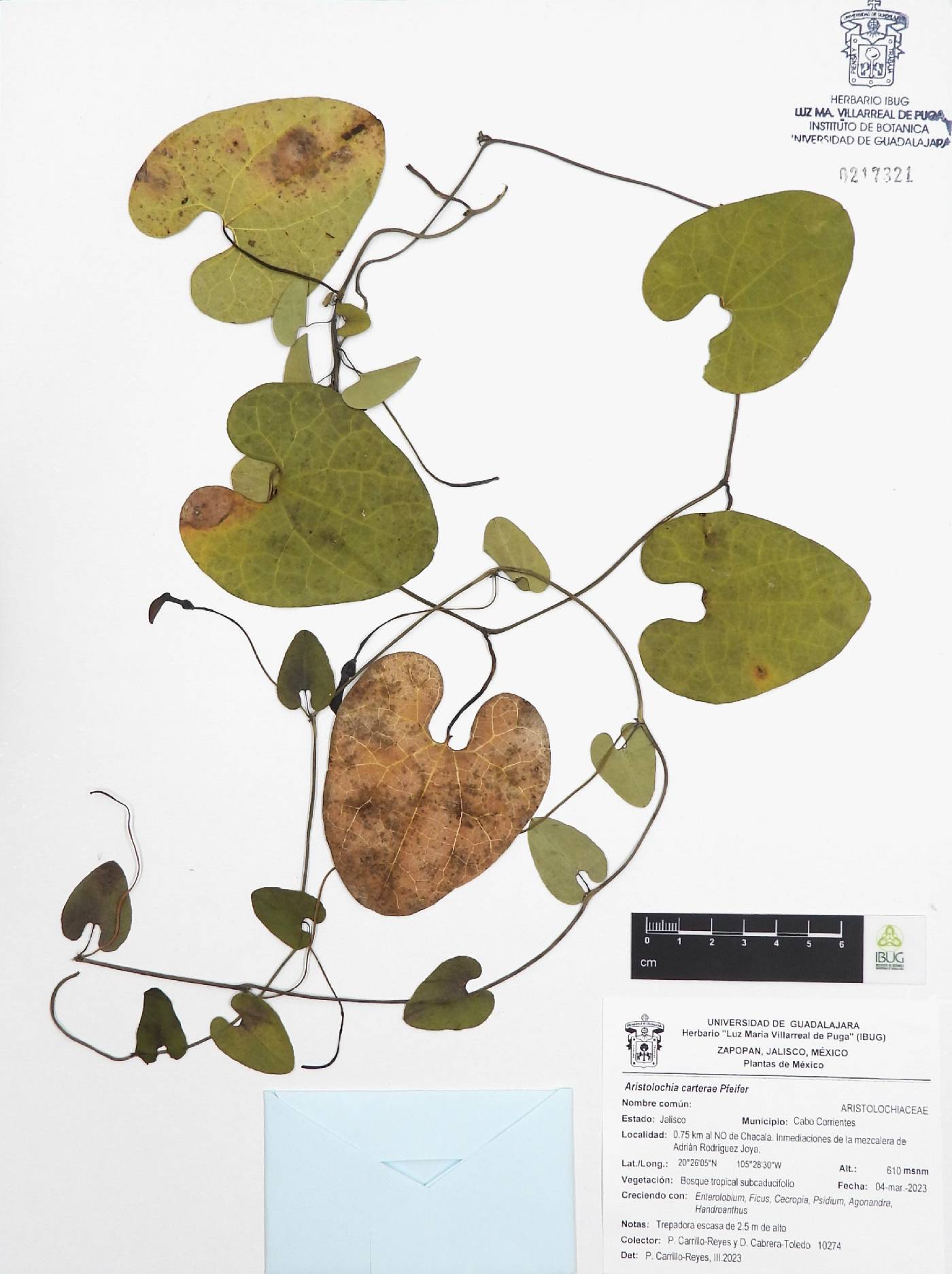 Aristolochia carterae image