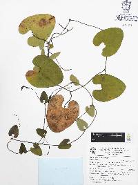 Aristolochia carterae image