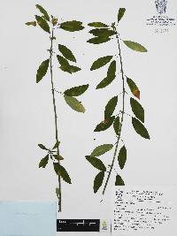 Euphorbia cymosa image