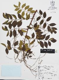 Rhus barclayi image