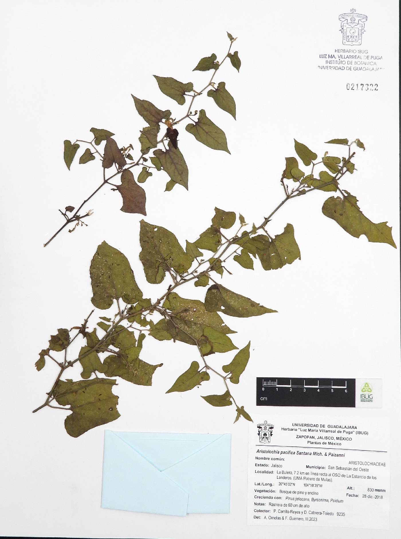 Aristolochia pacifica image