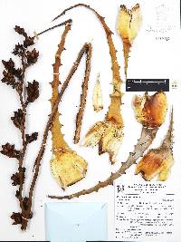 Hechtia subalata image