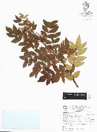 Rhus schiedeana image