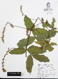 Paullinia fuscescens image