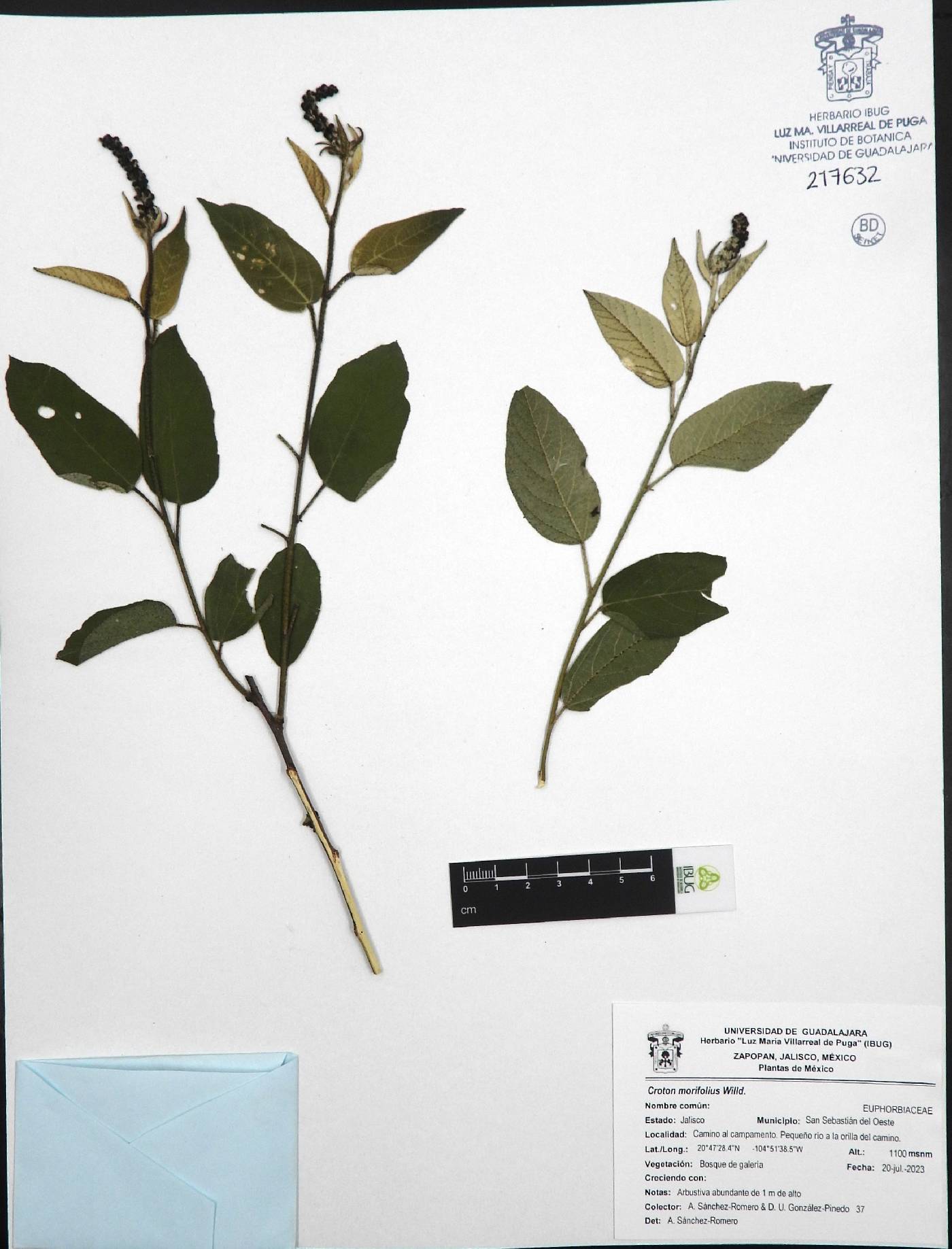 Croton morifolius image