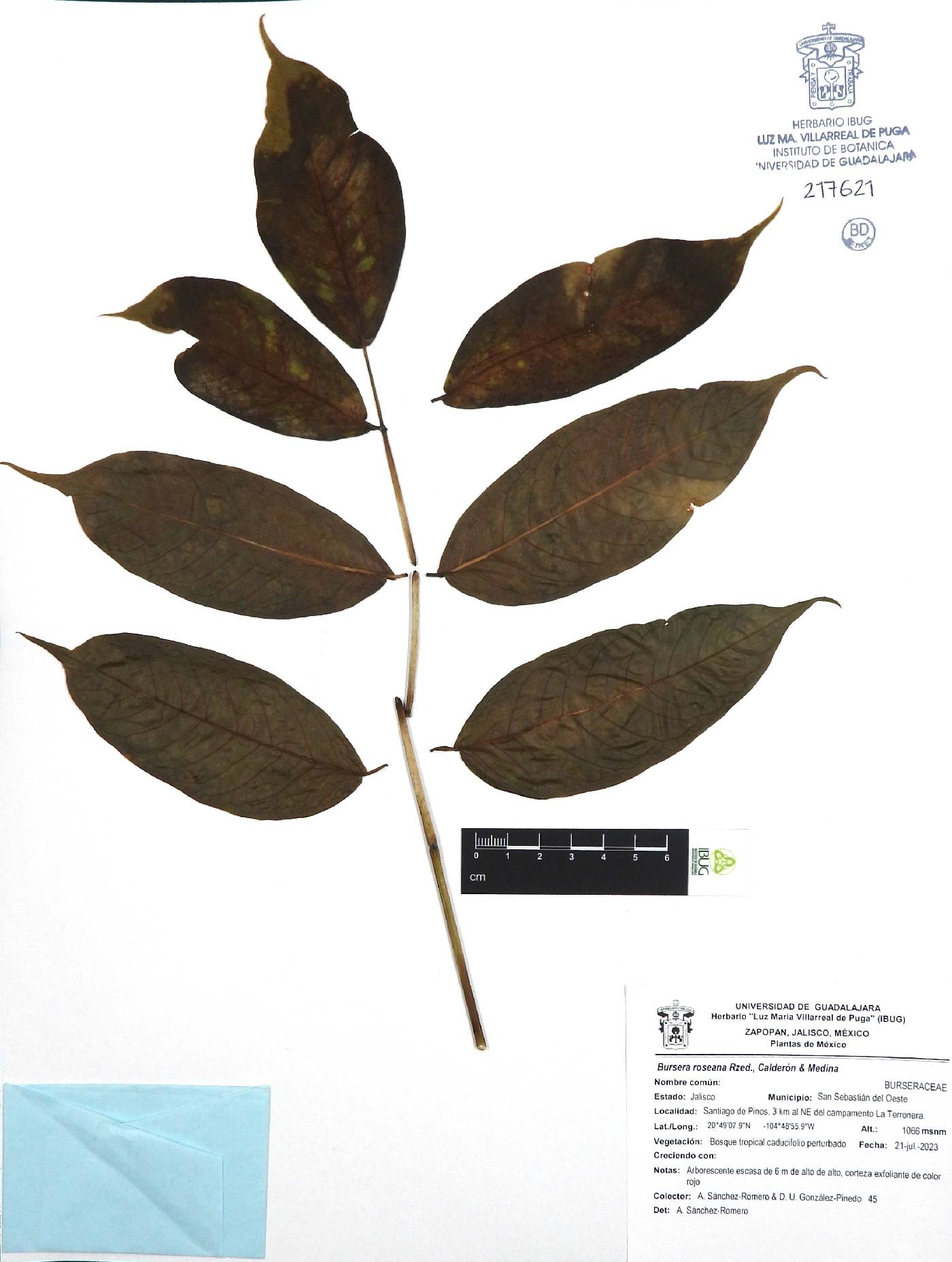 Bursera roseana image