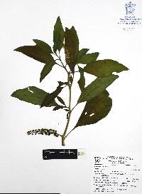 Phytolacca icosandra image