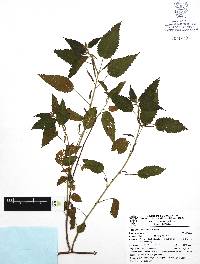 Acalypha subviscida image