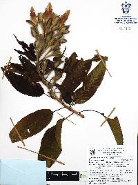 Ipomoea murucoides image