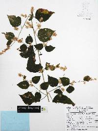 Koanophyllon monanthum image