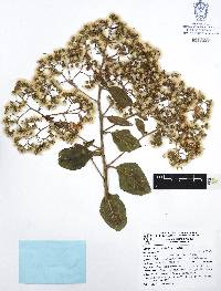 Vernonanthura cordata image
