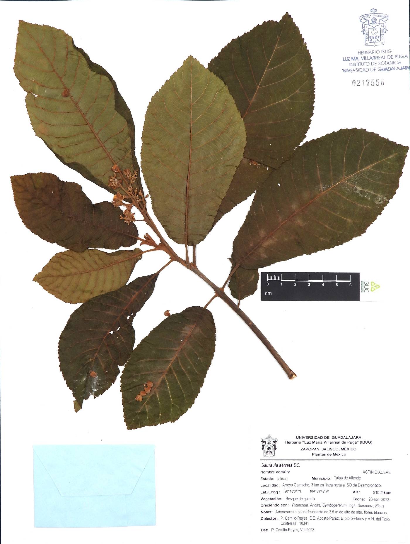 Saurauia serrata image