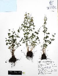 Thalictrum pinnatum image