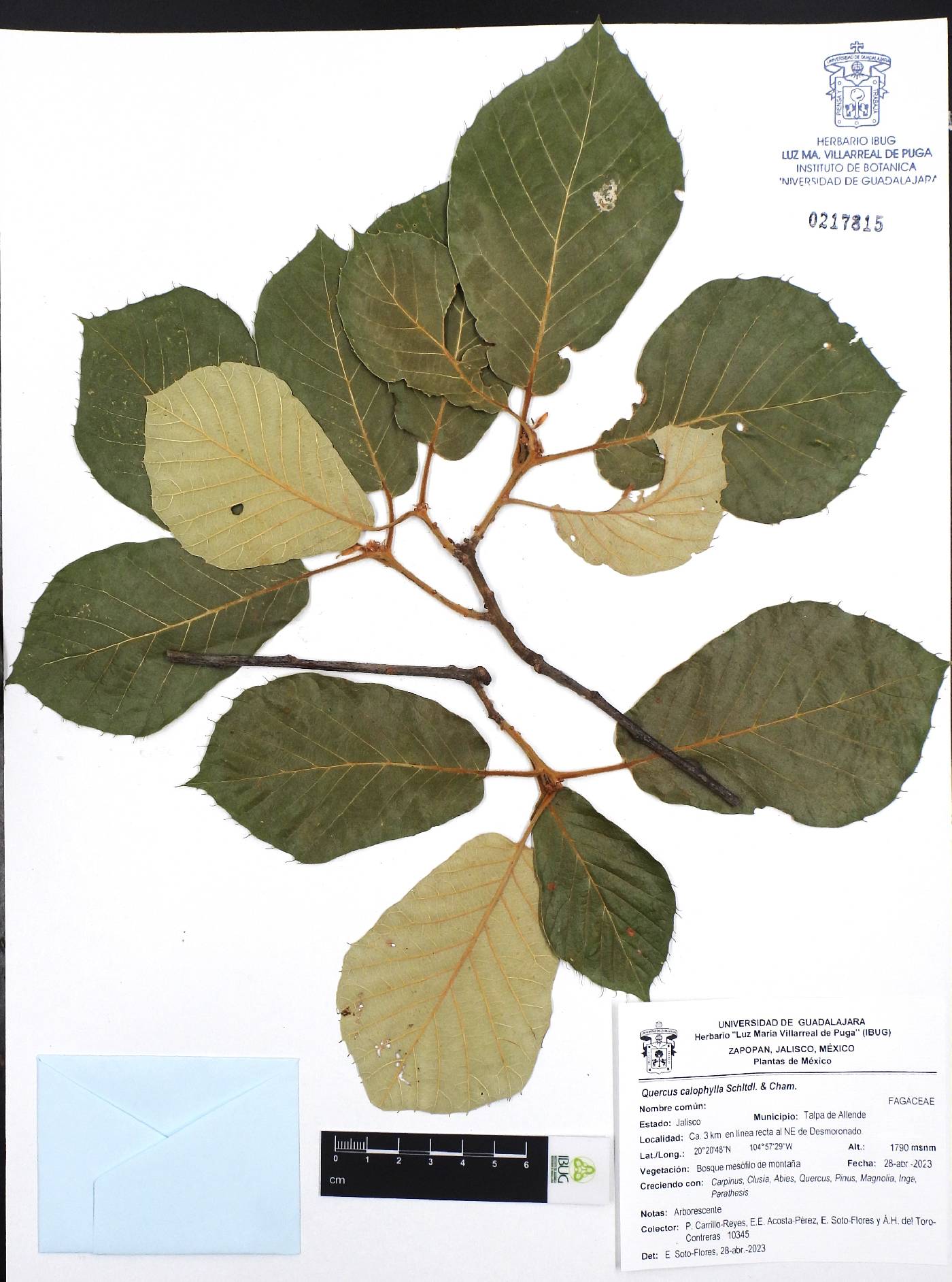 Quercus candicans image