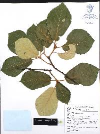 Quercus candicans image