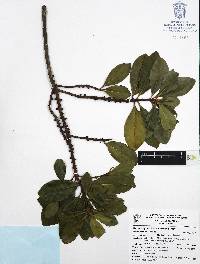 Myrsine juergensenii image