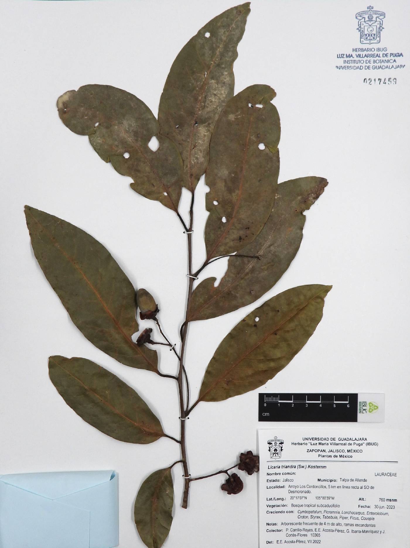 Licaria triandra image