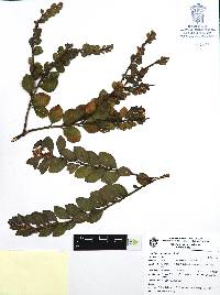 Gaultheria myrsinoides image